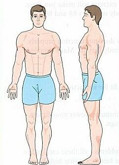 mesomorph
